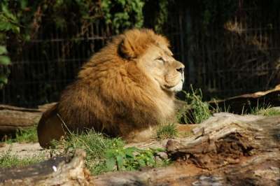 狮子 动物 捕食者 动物园 大猫 肖像 野生动物 野猫