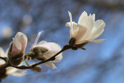 玉兰 星玉兰 花枝 白色的花 花瓣 春天 梅花 开花 植物学