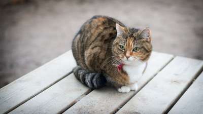 猫 动物 宠物 可爱的 毛皮 小猫 毛茸茸的 胡须 蓬松的