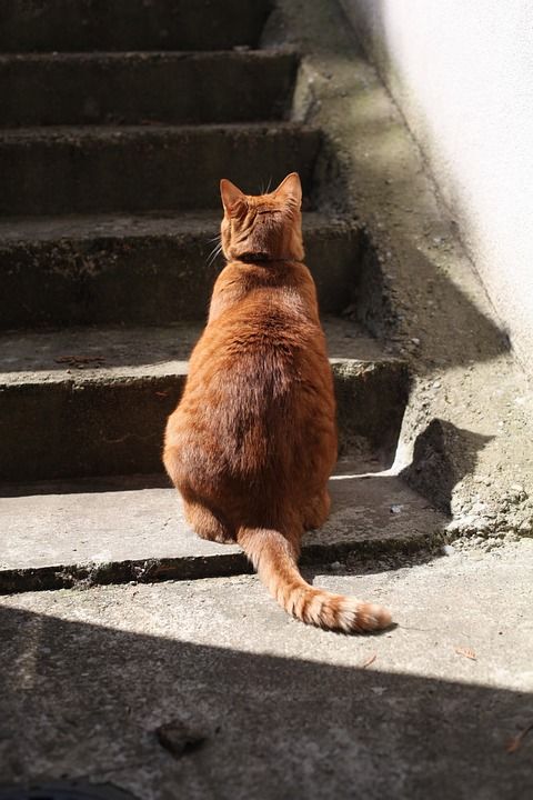 猫 Roux 有条纹的 坐在 背部 楼梯 阴影