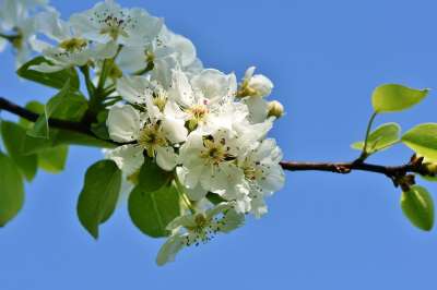 苹果花 开花 苹果树花 苹果树 白色的 科 梅花 树 果树
