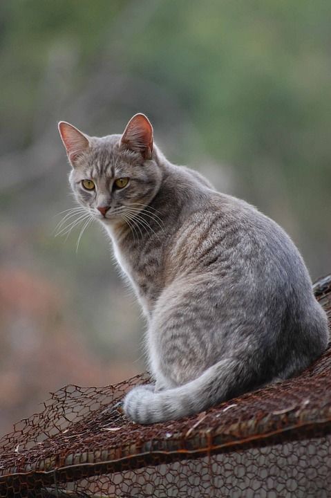 猫 猫科动物 小猫 基蒂 宠物 动物 国内的 哺乳动物 年轻