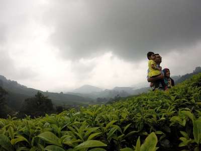 茶 茶园 家庭 云 自然 天堂 景观 绿色 女士 孩子 男人