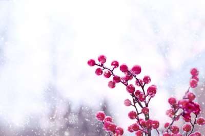 红色浆果 冬天 雪 文本空间 浆果 自然 圣诞节 天气 枝杈