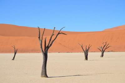 Sossusvlei 非洲 纳米比亚 沙漠景观 死树 景观 树