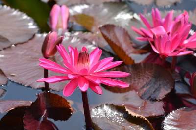 植物 睡莲 花朵 水 池塘 荷花 夏天 莲花 春天 热带