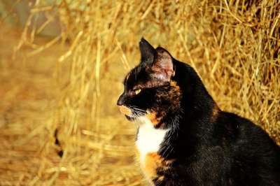 猫 三色 幸运猫 家猫 家畜 猫脸 稻草 Katzenkopf