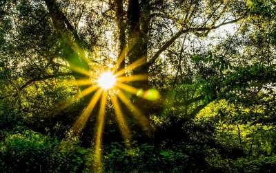森林 希望 辐射 禅 太阳耀斑 旭日 神奇 自然 树木