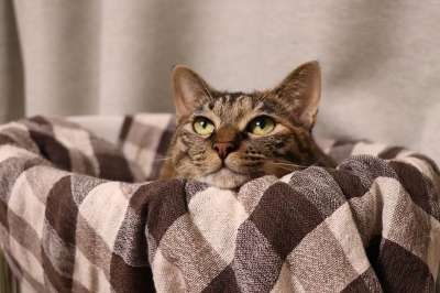 猫 动物 可爱的 生物 宠物 小猫 棕色的冠军斑 获胜者的斑