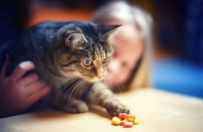 爱吃甜食 猫 糖果 女孩 散景 关闭
