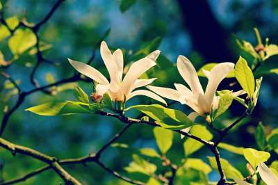 玉兰 花 树 盛开 春天的时候 开花 花瓣 叶子