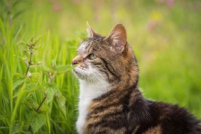 猫 家畜 喷口 草地 花园 家猫 肖像 野生动物 毛皮 可爱的