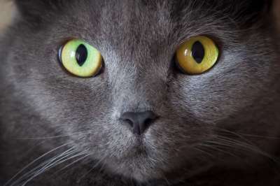 猫 眼睛 动物 警惕的