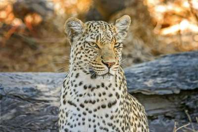 豹 非洲 苹果浏览器 野猫 博茨瓦纳 大猫 国家公园 自然