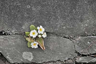 报春花 白色的 墙 壁花 石墙 花 石头 自然 开花 植物