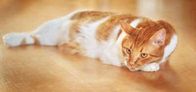 猫 家畜 猫科动物 动物 小猫 家猫 猫肖像 野生动物 说谎