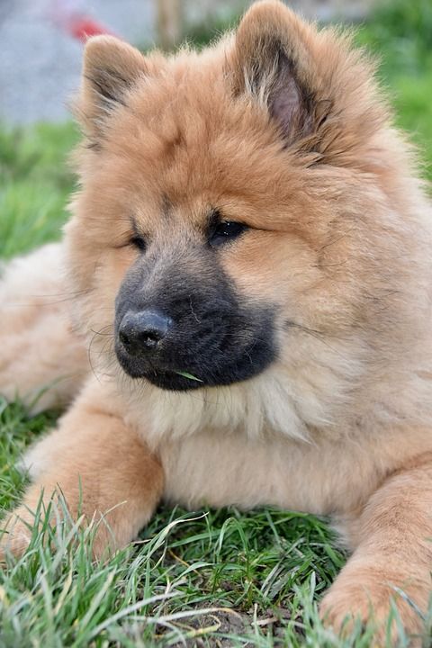 狗 狗Eurasier 婊子Ponieblue 吉祥物