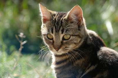 猫咪 宠物 动物区系 虎斑猫 哺乳动物