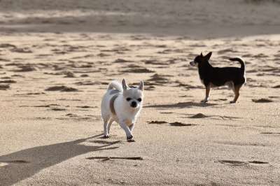 奇瓦瓦州 小狗 沙 狗 宠物 动物 家犬 犬类 哺乳动物