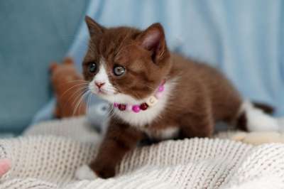 英国短毛猫 猫 小猫 家畜 宝贝猫 年轻的猫 幼兽 小的 动物