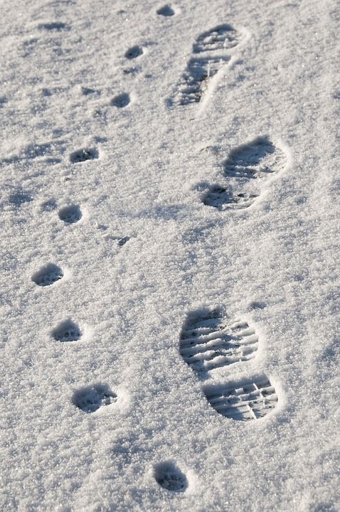 步伐 雪 联系信息 冬天 人的 狗 去 一起