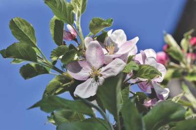 苹果花 开花 苹果树 苹果 苹果树花 分支 果树 粉色的 花序