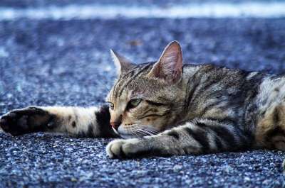 猫咪 猫 欧洲猫 斑猫 流浪猫