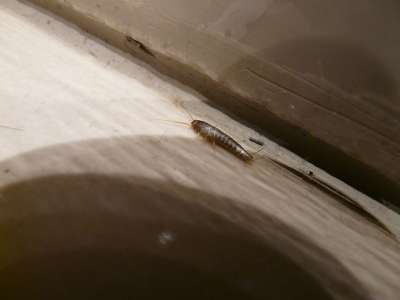 蠹虫 害虫 动物 糖精麻风 敏捷 畏光 无翼 昆虫 银灰