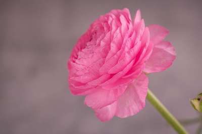 茛 粉色的 开花 花 春天的花朵 花瓣 盛开 关闭