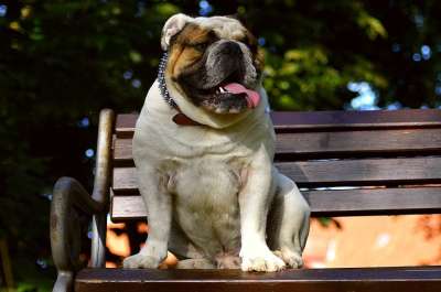 英国斗牛犬 狗 自然 脸 肖像 粗鲁的 年轻的狗 种族 鼻子