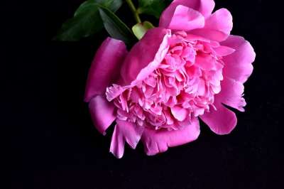 介子 芽 温和的 特写 粉红色的花 微距摄影 粉红牡丹 花卉