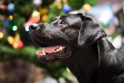 动物 可爱 狗 哺乳动物 纵向 宠物 小狗 养拉布拉多猎犬