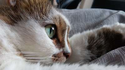 猫 眼睛 动物 国内的 可爱的 毛皮 小猫 基蒂 晶须 蓬松的