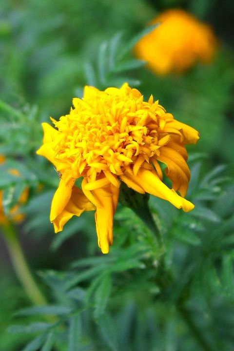 黄色的 花 花朵 植物群 自然 绿色的 公园 花园 游泳池
