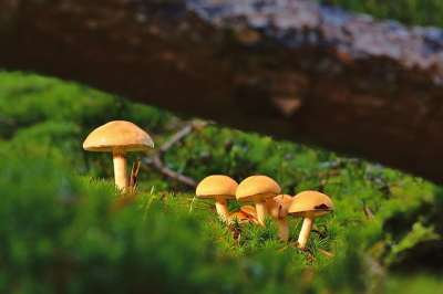 蘑菇 苔藓 森林 小蘑菇 迷你蘑菇 森林蘑菇 毒菌 菌类