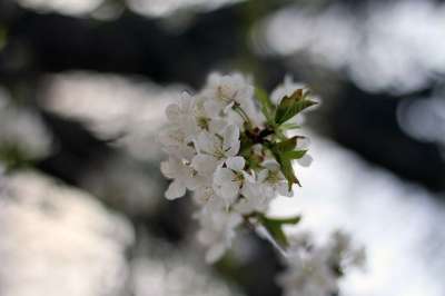 花 花朵 弹簧 绽放 树木开花 树的花 性质 背景 白色的花