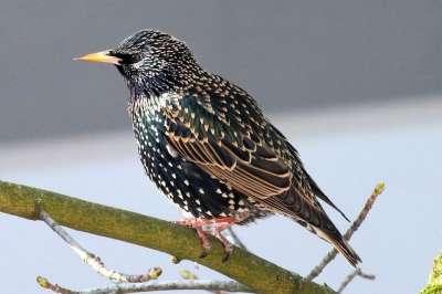 明星 Sturnus 寻常型 普通明星 欧洲之星 春天 观鸟 鸟