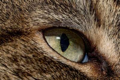 猫 宏 眼睛 家畜 关闭 快了 猫眼