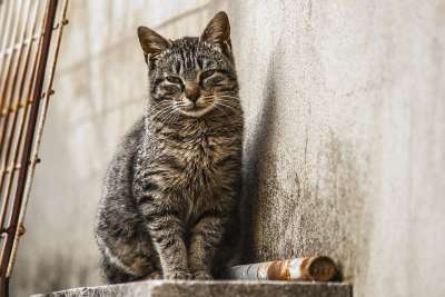 猫 猫科动物 吉祥物 宠物 哺乳动物