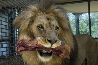 狮子 动物 荒野 鬃毛 喂食 男性 大猫 动物园 肉 一顿饭