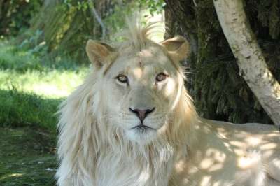 狮子 白色的 猫 捕食者 鬃毛 动物 野生动物 自然 非洲