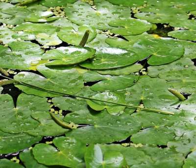 百合垫 树叶 池塘 湖 水 自然 花园池塘 水生植物 植物