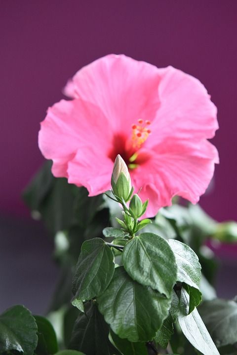 花 Hisbicus 按钮 绿色的树叶 灌木植物 孵化