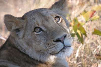狮子 母狮 野生动物 猫 苹果浏览器 捕食者