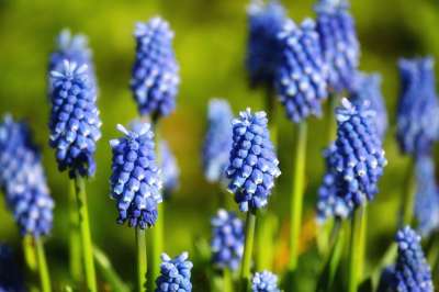 花 春天 蓝色的 花园 开花 葡萄风信子 盛开 园林植物