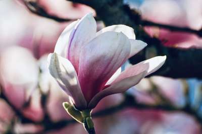 木兰 春天的问候 春季觉醒 盛开 花园 粉色的 美丽的 大气的