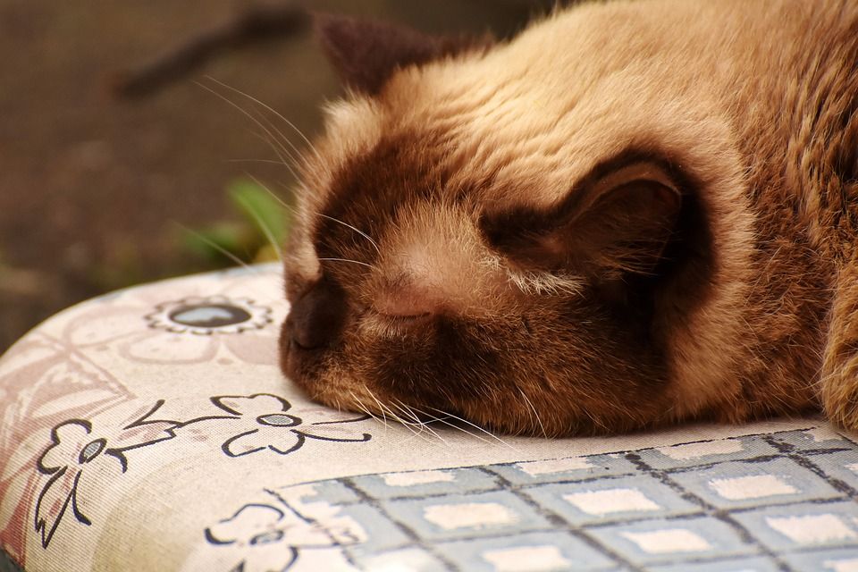 英国短毛猫, 睡觉, 可爱的, 猫, 野生动物, 棕色的, 浅褐色的, 纯种