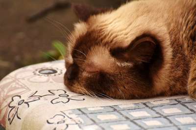 英国短毛猫 睡觉 可爱的 猫 野生动物 棕色的 浅褐色的 纯种