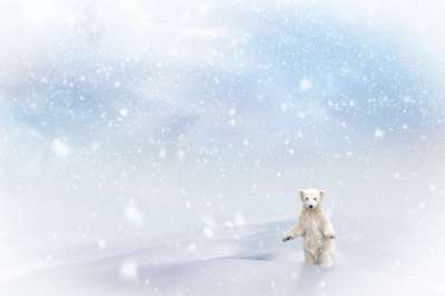 北极熊 雪 降雪 圣诞节 冬天 下雪 熊 来临 动物 哺乳动物