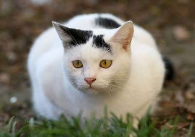那只猫 白色的 黑色的 毛皮 猫科动物 可爱的 被驯服的 有趣的